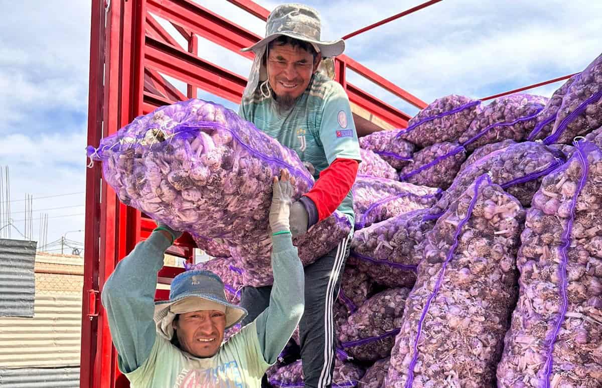 Primeiras toneladas de alho importadas do Peru chegam ao mercado de Rio Branco na próxima semana