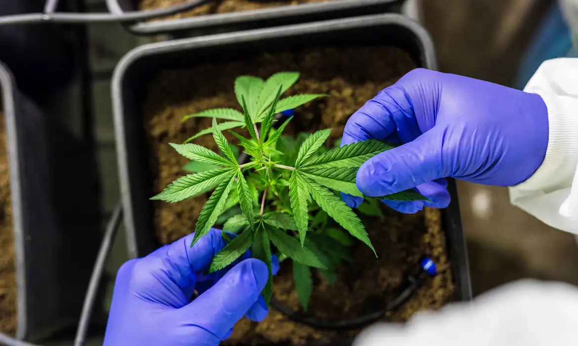 Juiz autoriza farmácia de manipulação a fabricar no Brasil produtos de cannabis