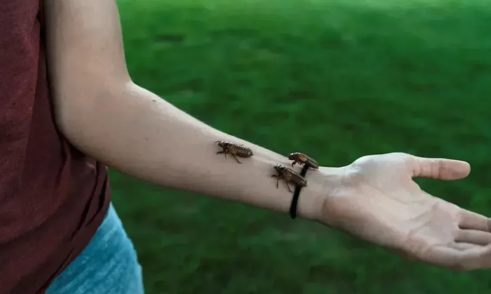 2021-05-22t071942z-1639174521-rc2okn9zh224-rtrmadp-3-usa-cicadas