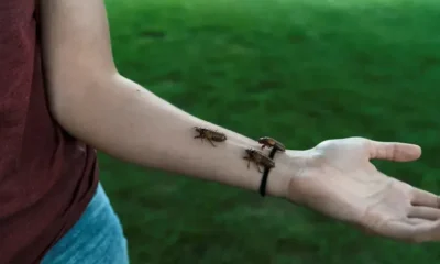 2021-05-22t071942z-1639174521-rc2okn9zh224-rtrmadp-3-usa-cicadas