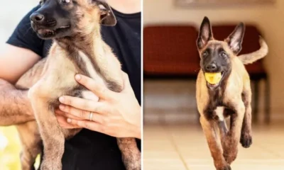 CAO-CIVIL-jpg CAO-CIVIL-jpg