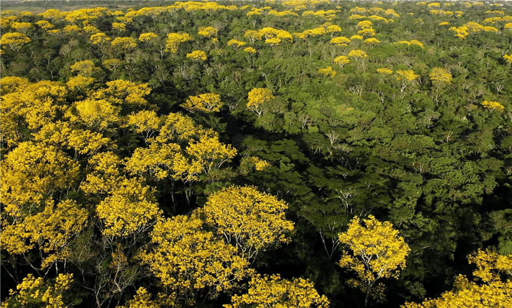 Concessao-Florestal-Pedro-Devani-1536×839-1 Concessao-Florestal-Pedro-Devani-1536x839-1