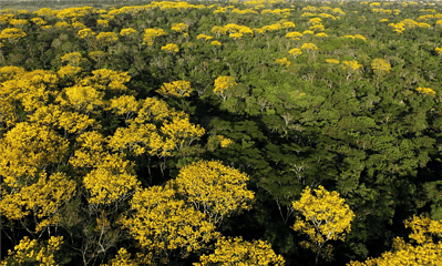 Concessao-Florestal-Pedro-Devani-1536x839-1