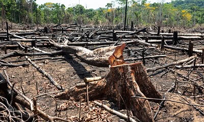 Amazon rainforest illegal deforestation landscape view of trees
