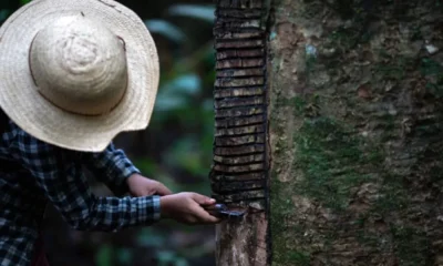 IMG_6237-Detalhe-seringueira-sendo-sangrada.Maio_2023.-Fotografia_-Ahmad-Jarrah-1-1200×800-1-1000×600-1-jpg IMG_6237-Detalhe-seringueira-sendo-sangrada.Maio_2023.-Fotografia_-Ahmad-Jarrah-1-1200x800-1-1000x600-1-jpg