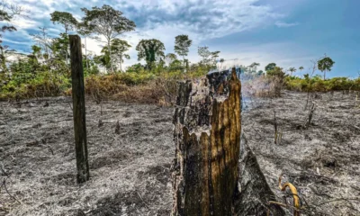 Jardy-Lopes-Queimadas-1000×600 Jardy-Lopes-Queimadas-1000x600