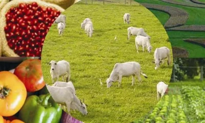 Producao-Agropecuaria-1000x600