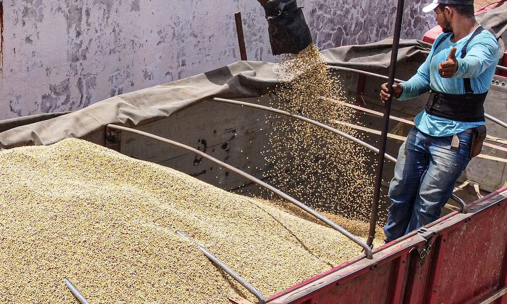 Soja-2-Marcos-Vicentti