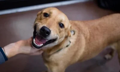 Vira-lata_Caramelo_1