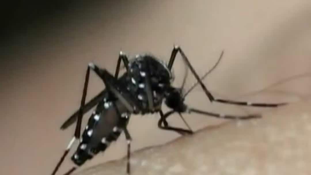 Com poucas doses, Ministério da Saúde faz reunião para discutir vacinação contra dengue