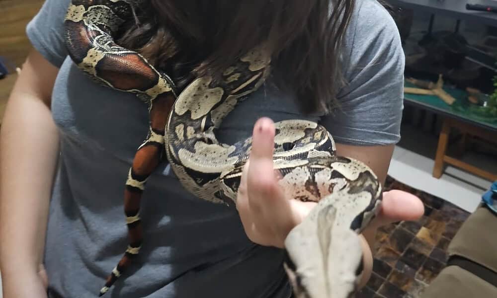 cobra-criada-como-pet-foge-em-goias-1704662468231_v2_4x3 cobra-criada-como-pet-foge-em-goias-1704662468231_v2_4x3