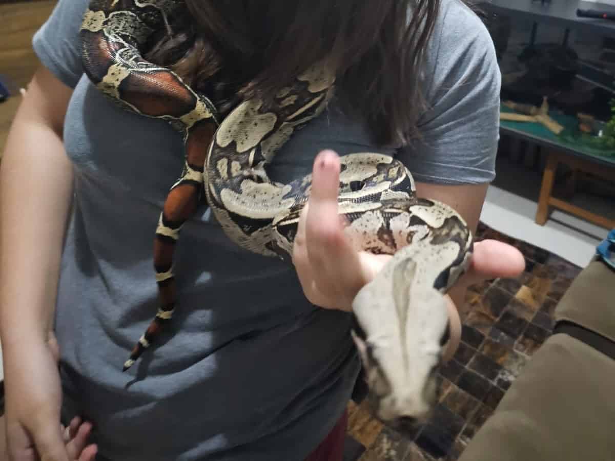Jiboia criada como pet foge em Goiás: ‘Recebemos ameaças de morte à Chanel’