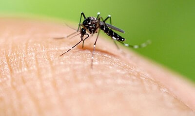 Dengue Fever: Symptoms and Prevention