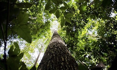 floresta Amazônica floresta Amazônica