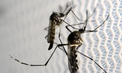 mosquitos_aedes_aegypti_dengue mosquitos_aedes_aegypti_dengue