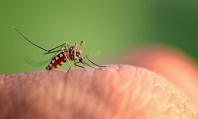 saiba-quais-medicamentos-nao-tomar-em-suspeita-de-dengue