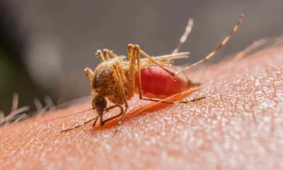 Destaque-malaria-1000×600 Destaque-malaria-1000x600
