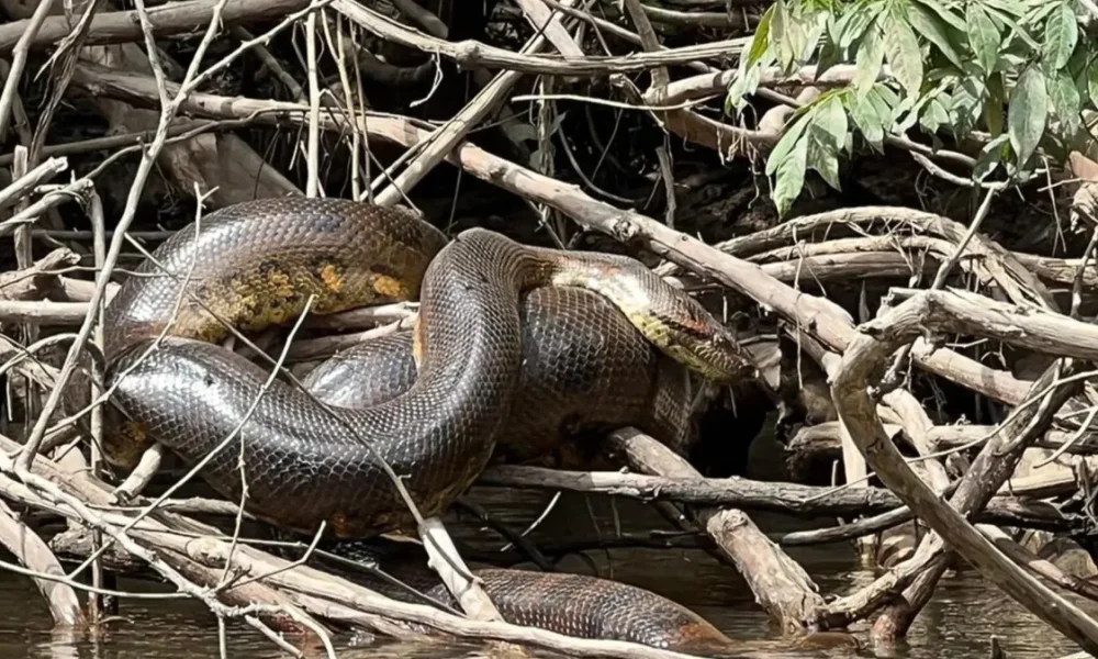 especie-anaconda-sucuri-amazonia especie-anaconda-sucuri-amazonia