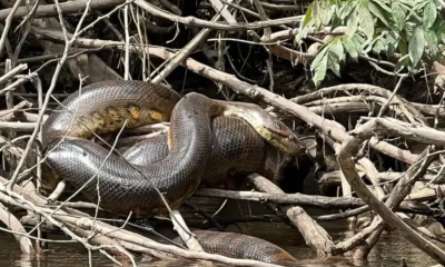 especie-anaconda-sucuri-amazonia especie-anaconda-sucuri-amazonia