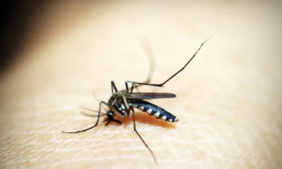 mosquito-1548947 mosquito-1548947