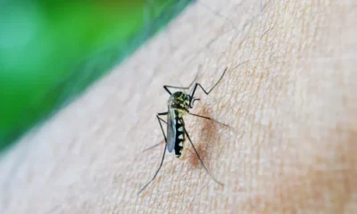 mosquito-213805_1920-DENGUE–1000×600 mosquito-213805_1920-DENGUE--1000x600