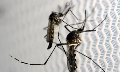 mosquitos_aedes_aegypti_dengue-1000×600 (1) mosquitos_aedes_aegypti_dengue-1000x600 (1)