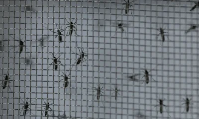 mosquitosmodificados mosquitosmodificados