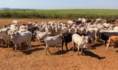 nc-aracatuba-pecuaria-030923.jpg4 nc-aracatuba-pecuaria-030923.jpg4