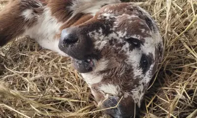 430209920_888115793114322_2062096258125161618_n-1jyoc9smkvwvm Bezerro nasce com duas cabeças e quatro olhos e vira 'sensação' na web
Foto: Divulgação/Redes Sociais/Breaux Farms LLC