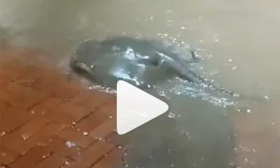 ARRAIA-C-976x600 (1)