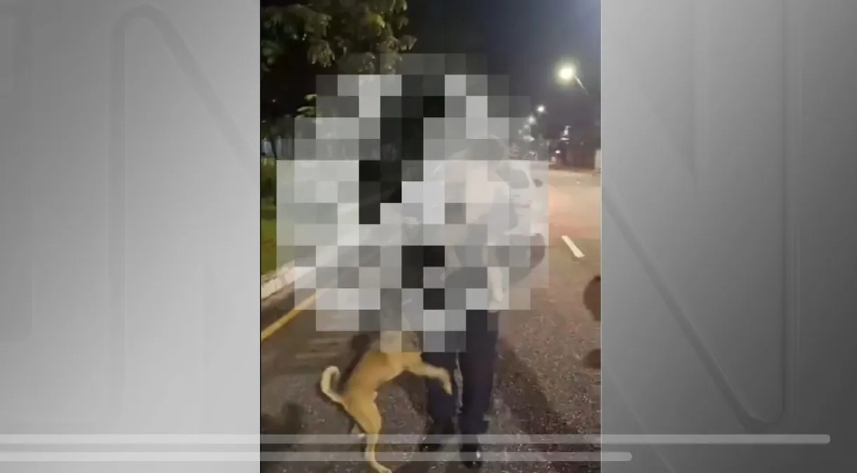Cachorro caramelo protege bebê de 1 ano que “fugiu” de casa em Belém; assista ao vídeo