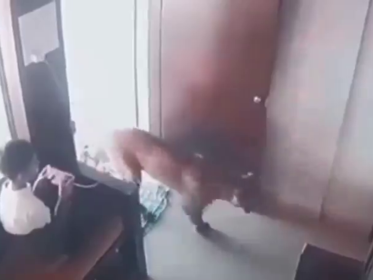 Garoto surpreendido por leopardo age rápido, prende o animal e consegue fugir; assista