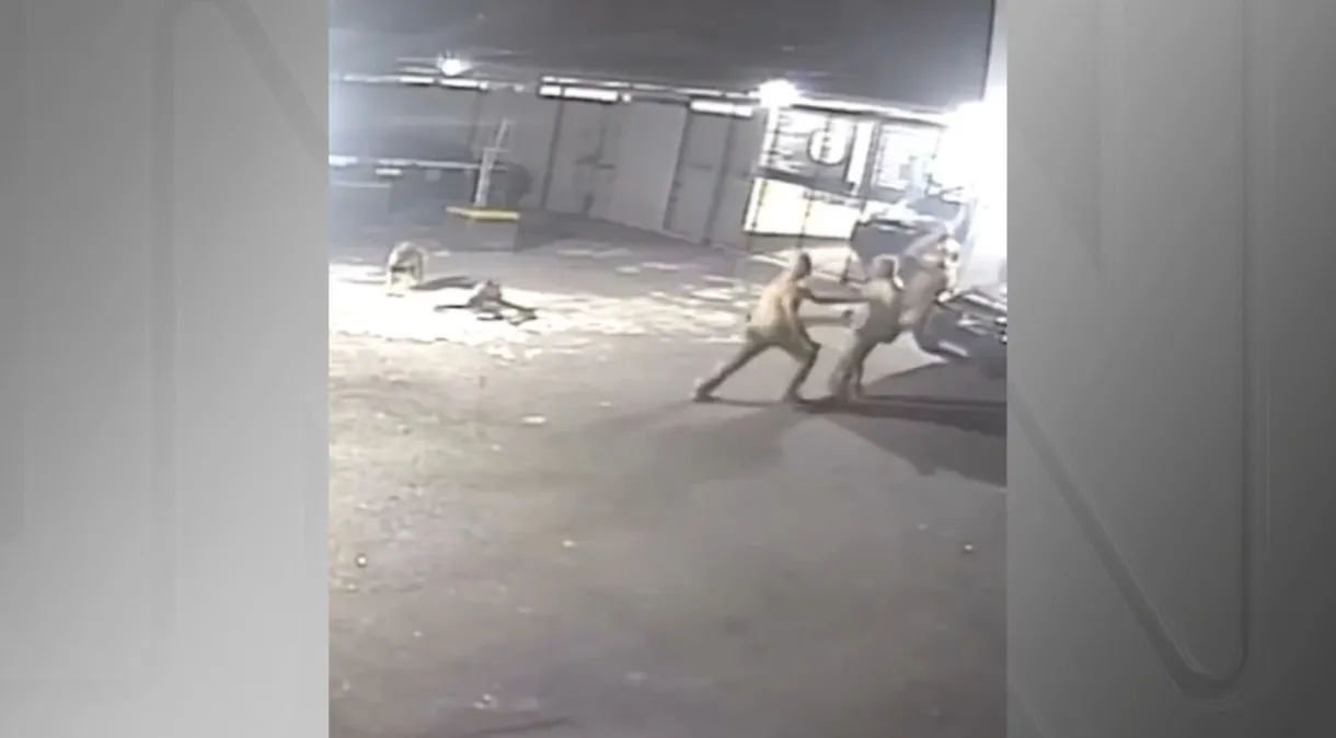Vídeo: policiais de grupo de elite brigam entre si e são atacados por cães em São Paulo