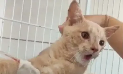 Frame-240-6-4-976×600 Frame-240-6-4-976x600