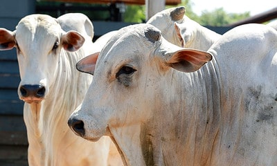 Marcos-Vicentti-2-1200×800 Marcos-Vicentti-2-1200x800