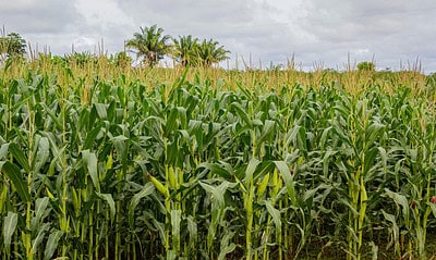 Milho-Jose-Caminha-1536×1024 Safra para este ano é de 187.862 toneladas. Foto: José Caminha/Secom