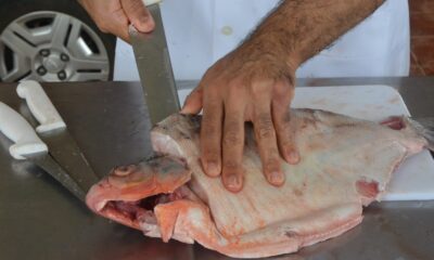 Peixe-24-e1711417615864 (Foto: Evandro Derze/Assecom)