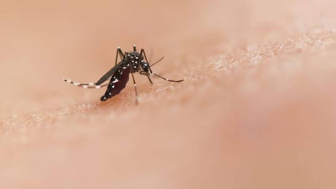 Com mais de 1 milhão de casos, Brasil faz ‘Dia D’ contra dengue