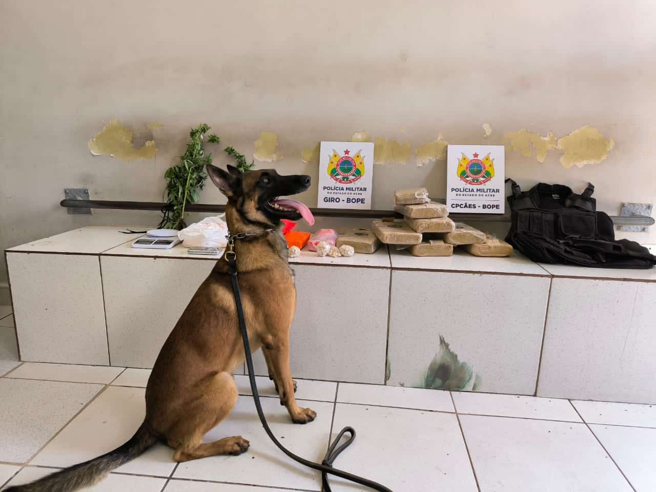 Militares e Cpcães apreenderam 13 quilos  de entorpecentes