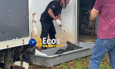 WhatsApp Image 2024-03-25 at 16.40.30 Foto: Davi Sahid