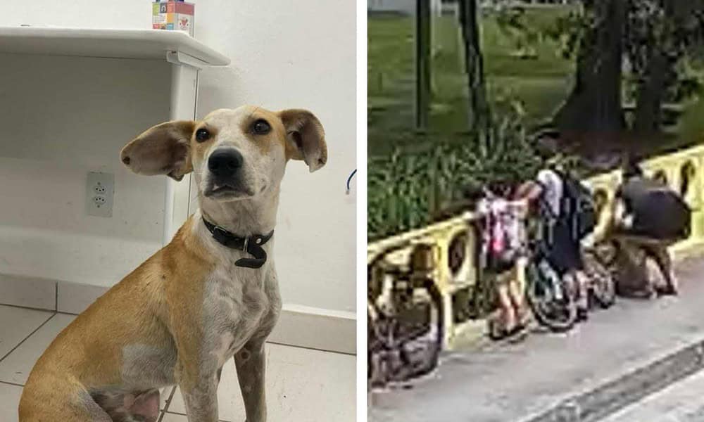 Após passar por atendimento médico e ser destinado à CBEA, o cão será disponibilizado para a adoção (Crédito: Divulgação/PCSC)