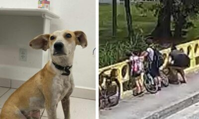 Após passar por atendimento médico e ser destinado à CBEA, o cão será disponibilizado para a adoção (Crédito: Divulgação/PCSC)