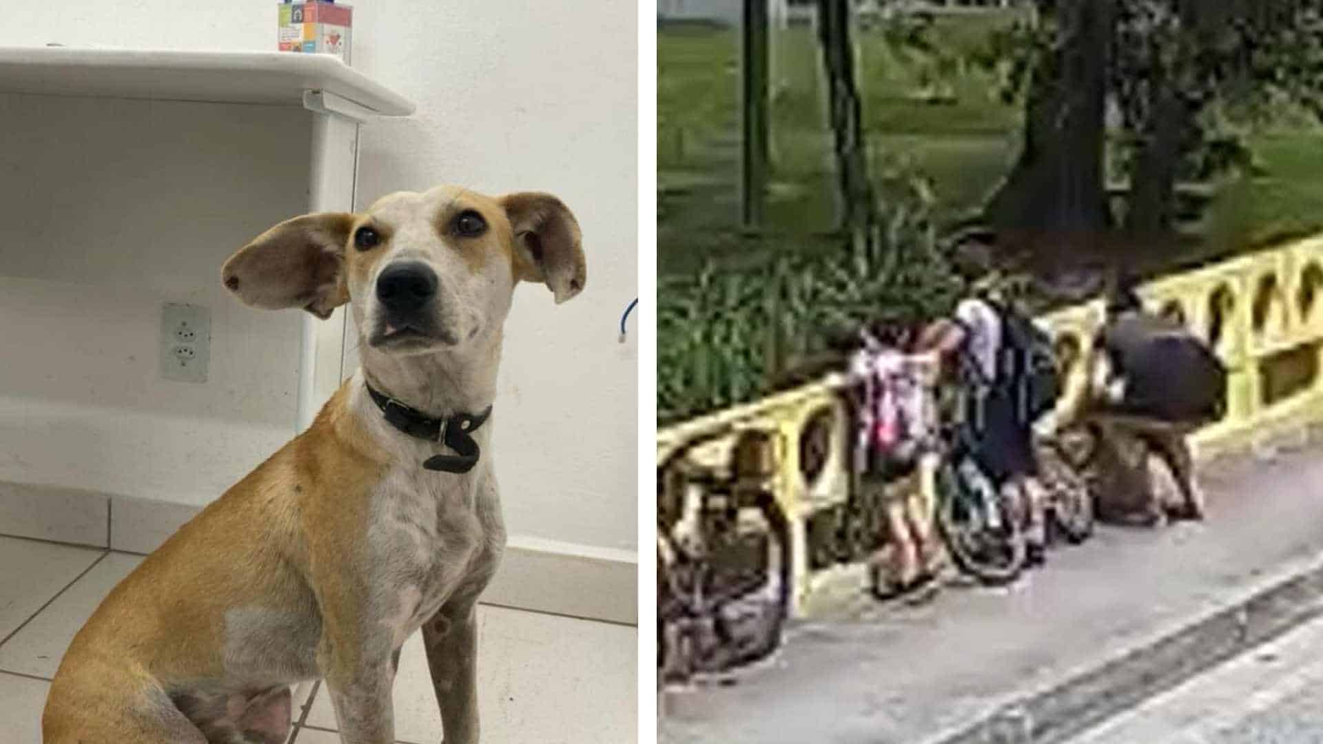 Vídeo: cachorro jogado de ponte por tutora volta para casa sozinho; polícia investiga maus-tratos