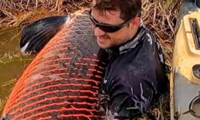 Fábio Baca fisga pirarucu com mais de 2 metros — Foto: Redes Sociais/Reprodução