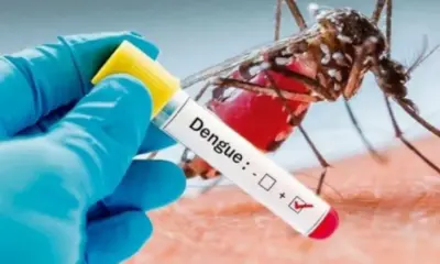 dengue dengue