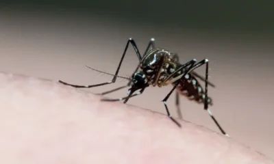 dengue-e1708974319881 dengue-e1708974319881