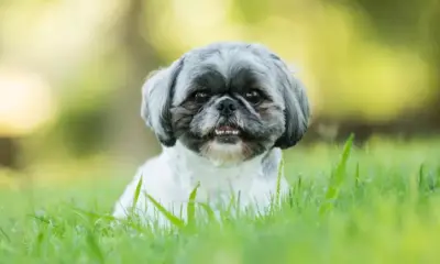 gettyimages-534999843-1iay73ldpo12e Devido ao focinho "achatado”, muitos desses animais possuem dificuldades de respiração. Especialistas explicam condição
Foto: Reprodução/Getty Images