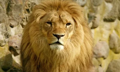 imposto-de-renda-2023