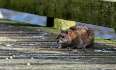 rato-um-transmissor-da-leptospirose