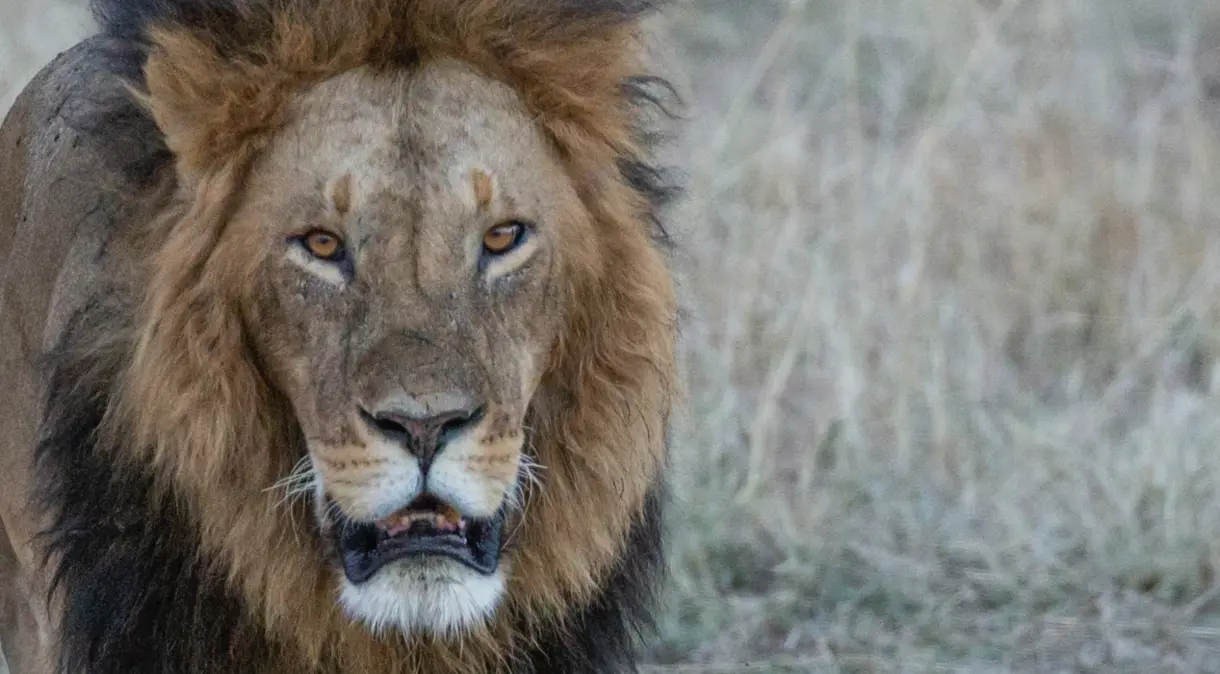 IR 2024: veja como consultar dívidas e pendências fiscais com a Receita